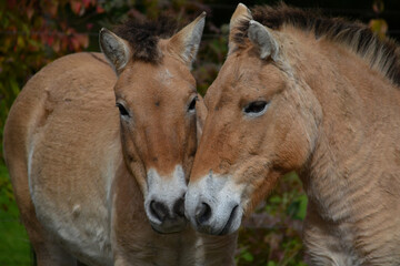 Two Przewalski’s horses standing face to face

