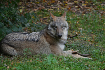 Wild grey wolf lying on the grass with a sheep horn in natural forest environment

