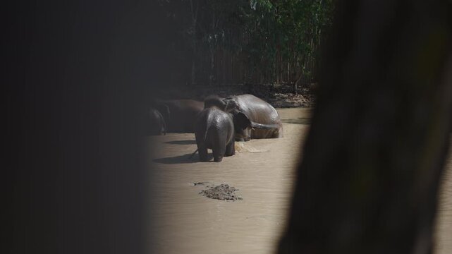 Elephant family bathing in a muddy river