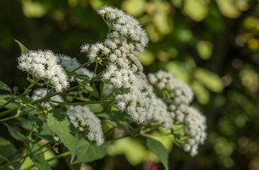 Runzelbl&auml;ttriger Wasserdost (Ageratina altissima)
