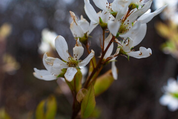 Wild Tree Flowers of the Carolina’s 