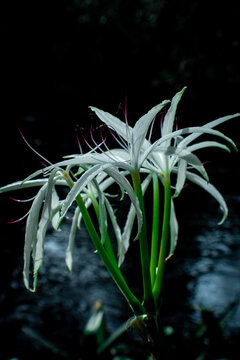 Swamp Lillies along the Hillsborough River