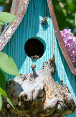 Two bees crawling on a bright teal birdhouse with a metal roof. 