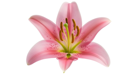 Elegant pink lily blossom with striking detail, perfect for floral designs