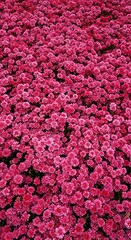 A vibrant display of countless delicate blossoms creating a breathtaking scene of natural beauty and growth, symbolizing renewal and new beginnings ,nature ,beauty ,cheerful