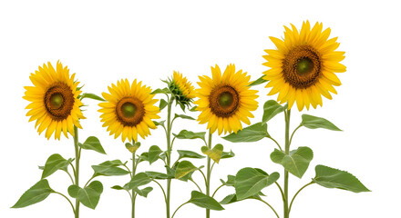 Obraz premium Vibrant sunflowers bloom with bright yellow petals, bringing summer joy and natural beauty.