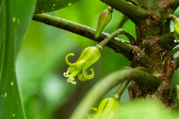 Tobacco flower, Latin American fruit