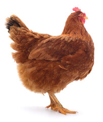 Brown hen isolated on white background