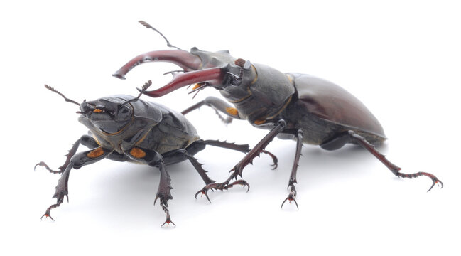 Male and female stag beetles isolated on white background