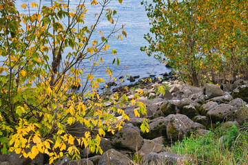 Vibrant Autumn Tree Branches Over Calm Lake Shore with Yellow Green Leaves and Rocky Beach in Serene Natural Landscape for Seasonal Nature and Tranquility Photography