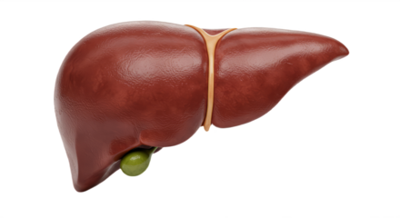 detailed human liver isolated on white background, depicting anatomy, digestive system, and medical education in a realistic biological illustration style