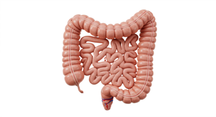 human digestive system showing intestines and gut isolated on white background, depicting anatomy, biology, and medical education in realistic artistic style