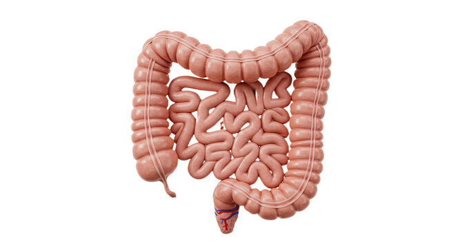 human digestive system showing intestines and gut isolated on white background, depicting anatomy, biology, and medical education in realistic artistic style