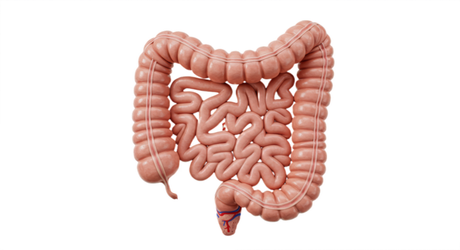 human digestive system showing intestines and gut isolated on white background, depicting anatomy, biology, and medical education in realistic artistic style