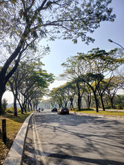 trees in the park