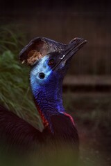 空を見上げるヒクイドリのアップ