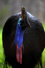 正面から見たヒクイドリのポートレート