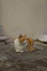 An alert, beautiful orange and white tabby cat sits quietly on ancient stone paving against a plain stucco wall, typical of a Greek or Mediterranean street scene.