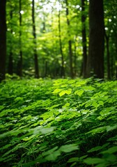 Obraz premium Lush, vibrant green foliage thrives in a sun-drenched forest, embodying natural healing, serenity, and ecological wellness ,vitality ,plants ,balance