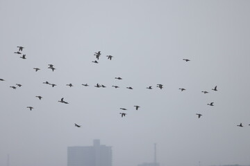The pintail or northern pintail (Anas acuta)  flocks in Japan