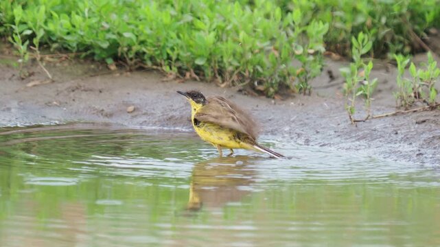 The western yellow wagtail bird taking a bath in a pond, Motacilla flava