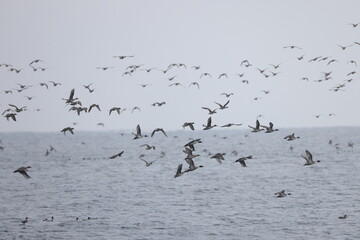 The pintail or northern pintail (Anas acuta)  flocks in Japan