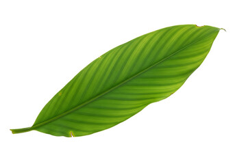 Obraz premium Vibrant green leaf for botanical designs, adding a touch of nature's beauty to your projects, perfect for modern and minimalist themes, conveying freshness