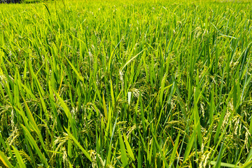 Green rice field with growing paddy plants in agricultural farm
