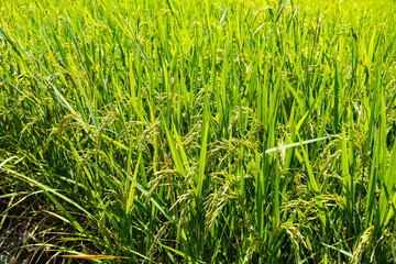 Green rice field with growing paddy plants in agricultural farm
