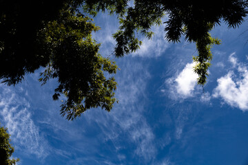 Bamboo leaves silhouette with clear blue sky for banner concept idea