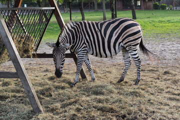 Zebra je siano przy paśniku © LiliEss