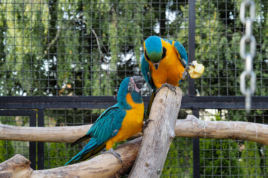 Dwie papugi ary na drewnianej gałęzi w wolierze dla ptak&oacute;w tropikalnych. 