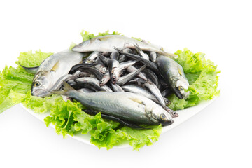 Anchovy and Bluefish 