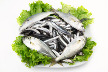 Anchovy
