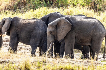 elephants in the savannah