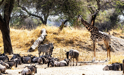 giraffe in the savannah