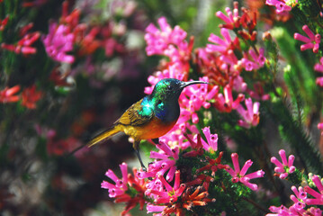 birds-africa-colorful-small-orange-breasted-sunbird-feeding-flower- nector