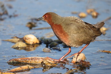 The ruddy-breasted crake (Zapornia fusca erythrothorax), or ruddy crake, is a waterbird in the rail and crake family Rallidae. This photo was taken in Japan.