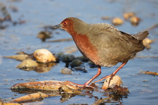 The ruddy-breasted crake (Zapornia fusca erythrothorax), or ruddy crake, is a waterbird in the rail and crake family Rallidae. This photo was taken in Japan.