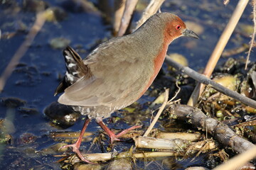 The ruddy-breasted crake (Zapornia fusca erythrothorax), or ruddy crake, is a waterbird in the rail and crake family Rallidae. This photo was taken in Japan.