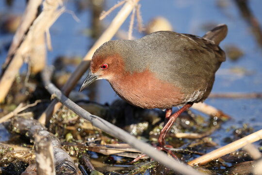 The ruddy-breasted crake (Zapornia fusca erythrothorax), or ruddy crake, is a waterbird in the rail and crake family Rallidae. This photo was taken in Japan.