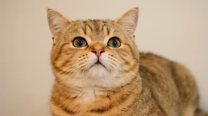 Close-up of a ginger tabby cat with striking green eyes looking upward