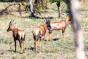 Topi, one of Africa’s most common and most widespread antelopes. 