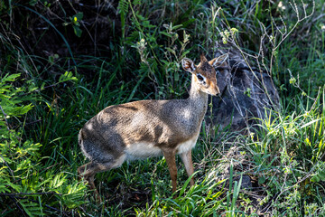 dik-dik