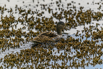 Gadwall Duck on a Pond Near Kelowna, British Columbia, Canada.