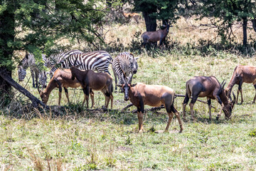 Topi and zebra in the savannah