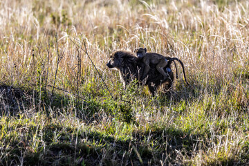 baby on the mather baboon 