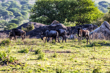 herd of wildebeest in the savannah