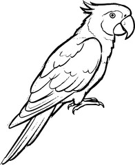 sketched parrot silhouettes of amazon jungle isolated on white background