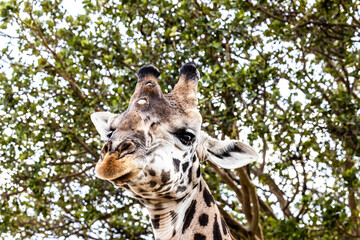 portrait of a giraffe
